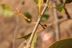 Scurrula parasitica
